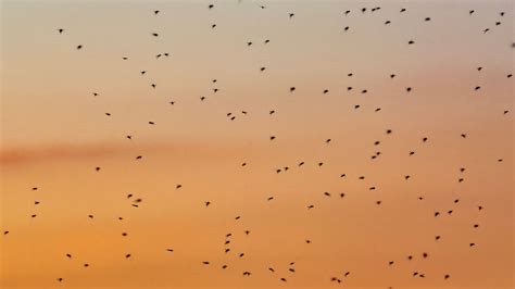 curfew limetorrents|Town urges curfew over mosquito.